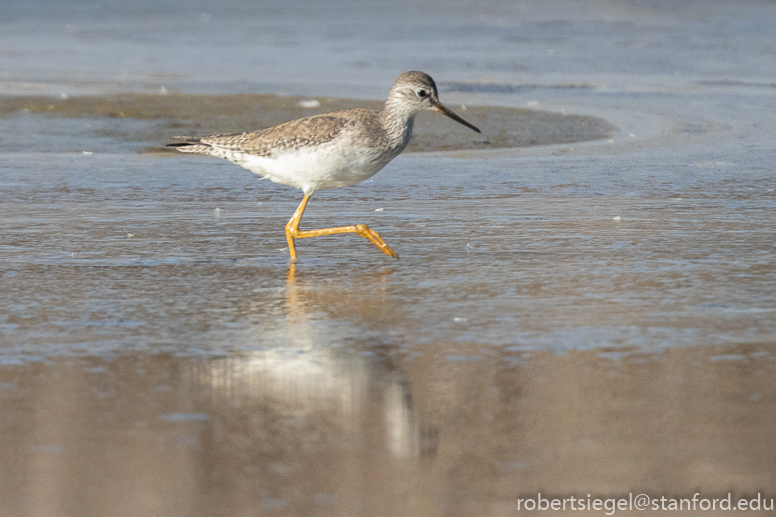 geng road, palo alto baylands